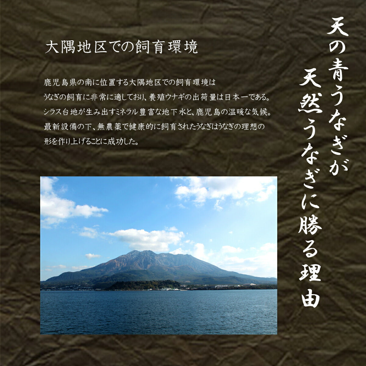 国産 《天の青うなぎ》 長焼き 桐箱包装（160g×2）2尾 鹿児島県産