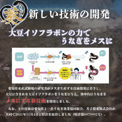 【リニューアル記念】国産《葵うなぎ》長焼き（160g×2）2尾 愛知県一色産
